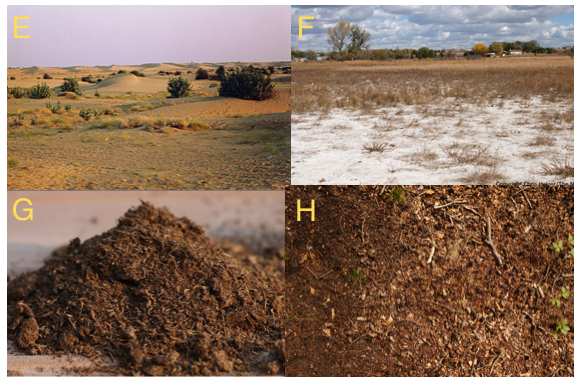 Image result for haryana soil images